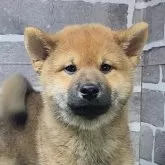 柴犬(標準サイズ)