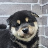 柴犬