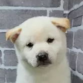 柴犬(標準サイズ)