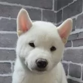 柴犬(標準サイズ)