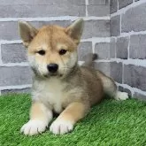 柴犬(標準サイズ)