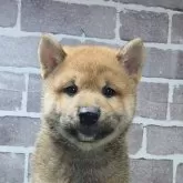 柴犬(標準サイズ)