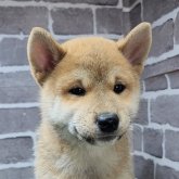 柴犬(標準サイズ)