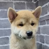 柴犬(標準サイズ)