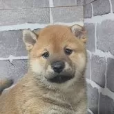 柴犬(標準サイズ)