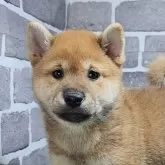 柴犬(標準サイズ)