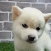 柴犬(標準サイズ)