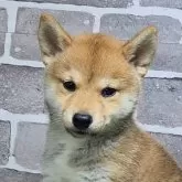柴犬(標準サイズ)