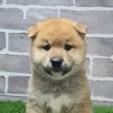 柴犬(標準サイズ)