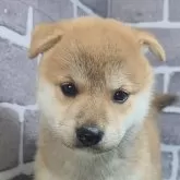 柴犬(標準サイズ)【茨城県・女の子・2025年8月18日・赤 茶色】の写真1