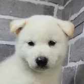 柴犬(標準サイズ)