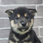 柴犬(標準サイズ)