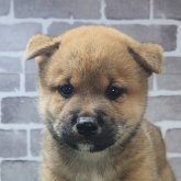 柴犬(標準サイズ)