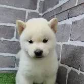 柴犬(標準サイズ)