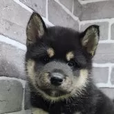 柴犬(標準サイズ)
