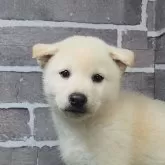 柴犬(標準サイズ)