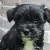 チワプー(チワワ×トイプードル)