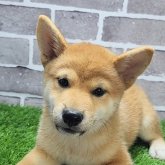 柴犬(標準サイズ)