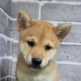 柴犬(標準サイズ)