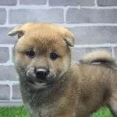柴犬(標準サイズ)