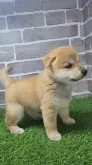 柴犬(標準サイズ)【茨城県・女の子・2025年8月18日・赤 茶色】の写真2