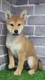 柴犬(標準サイズ)【茨城県・男の子・2025年5月17日・赤 茶色】の写真2