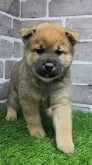 柴犬(標準サイズ)【茨城県・男の子・2025年3月17日・赤 茶色】の写真2