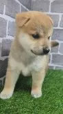 柴犬(標準サイズ)【茨城県・女の子・2025年8月18日・赤 茶色】の写真3