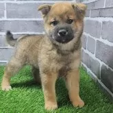 柴犬(標準サイズ)【茨城県・男の子・2025年3月17日・赤 茶色】の写真3