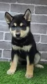 柴犬(標準サイズ)【茨城県・男の子・2025年7月21日・黒 ブラック】の写真3