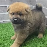 柴犬(標準サイズ)【茨城県・男の子・2025年10月3日・赤 茶色】の写真4