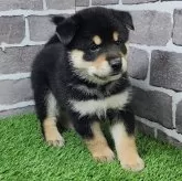 柴犬(標準サイズ)【茨城県・男の子・2025年5月19日・黒 ブラック】の写真4