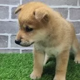 柴犬(標準サイズ)【茨城県・男の子・2025年5月19日・赤 茶色】の写真4
