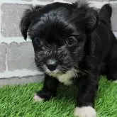 チワプー(チワワ×トイプードル)【茨城県・女の子・2025年10月10日・ブラック&ホワイト】の写真4