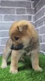 柴犬(標準サイズ)【茨城県・男の子・2025年5月22日・赤 茶色】の写真4