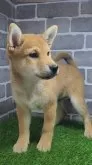 柴犬(標準サイズ)【茨城県・男の子・2025年5月17日・赤 茶色】の写真4