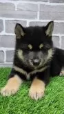 柴犬(標準サイズ)【茨城県・男の子・2025年7月21日・黒 ブラック】の写真5