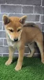 柴犬(標準サイズ)【茨城県・男の子・2025年5月17日・赤 茶色】の写真5