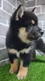 柴犬(標準サイズ)【茨城県・男の子・2025年7月21日・黒 ブラック】の写真6