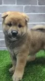 柴犬(標準サイズ)【茨城県・男の子・2025年5月22日・赤 茶色】の写真6