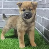 柴犬(標準サイズ)【茨城県・男の子・2025年3月17日・赤 茶色】の写真6