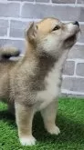 柴犬(標準サイズ)【茨城県・女の子・2025年3月20日・赤 茶色】の写真7