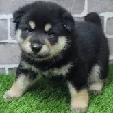 柴犬(標準サイズ)【茨城県・男の子・2025年7月21日・黒 ブラック】の写真7