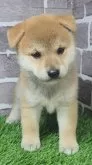 柴犬(標準サイズ)【茨城県・女の子・2025年8月18日・赤 茶色】の写真7