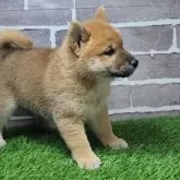 柴犬(標準サイズ)【茨城県・男の子・2025年10月3日・赤 茶色】の写真7