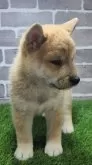 柴犬(標準サイズ)【茨城県・女の子・2025年8月13日・赤 茶色】の写真7