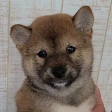 柴犬(豆柴)【茨城県・女の子・2023年5月4日・赤 茶色】の写真「お父さん豆柴認定犬、お母さん小ぶりの柴犬です🐶」