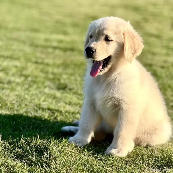 ID：2411-01421の子犬