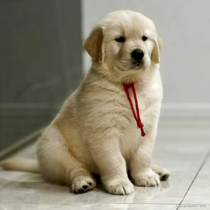 A. 様のお迎えした子犬