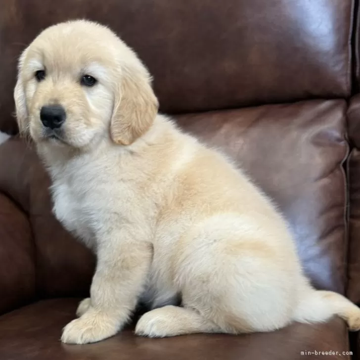 ID：2509-08315の子犬